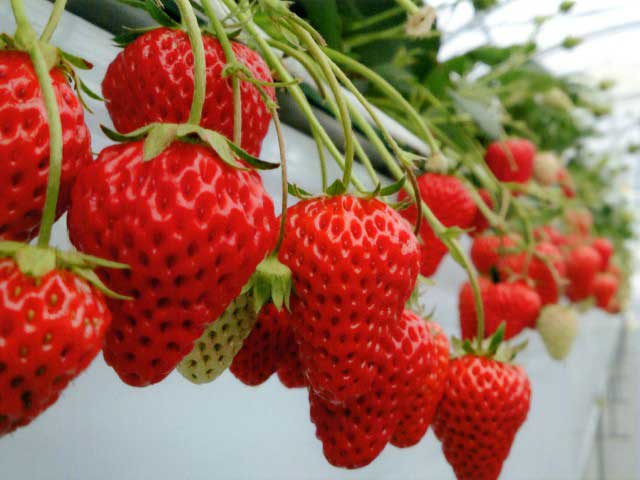 【愛知県・いちご狩り】たくさんの品種があるいちご!自分好みのいちごはどれかしら?愛知でおすすめのいちご狩りスポット7選