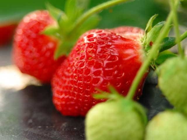 【滋賀県・いちご狩り】たくさんの品種があるいちご!自分好みのいちごはどれかしら?滋賀でおすすめのいちご狩りスポット5選