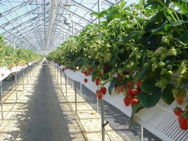 【関西・いちご狩り】たくさんの品種があるいちご!自分好みのいちごはどれかしら?関西でおすすめのいちご狩りスポット15選