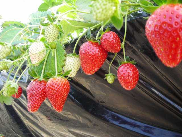 【栃木県・いちご狩り】たくさんの品種があるいちご!自分好みのいちごはどれかしら?栃木でおすすめのいちご狩りスポット6選