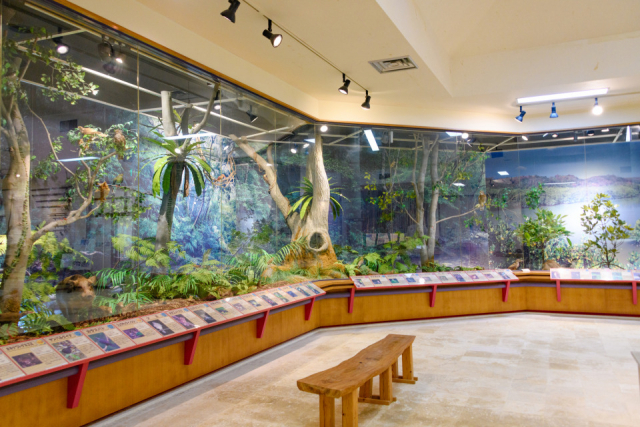 やんばるの森を再現した東村立 山と水の生活博物館