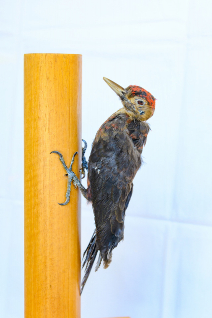 やんばるの森を再現した東村立 山と水の生活博物館