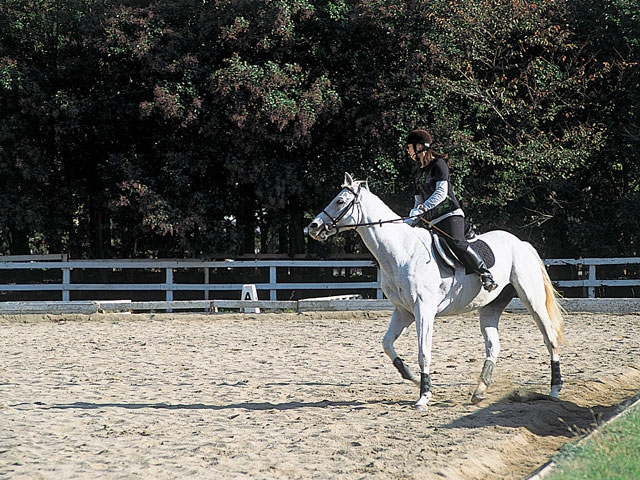 【大阪の遊ぶところ 大人編 おすすめスポット11】服部緑地乗馬センター(豊中・吹田・千里ニュータウン )