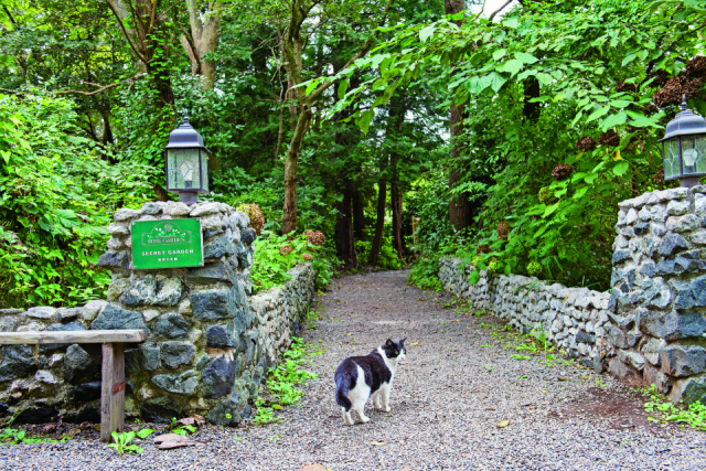 【房総半島ねこまみれドライブコース スポット1】ドリプレ・ ローズガーデン