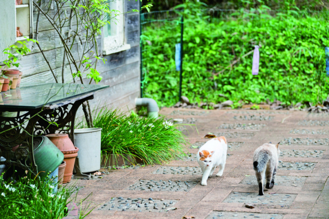 【房総半島ねこまみれドライブコース スポット1】ドリプレ・ ローズガーデン