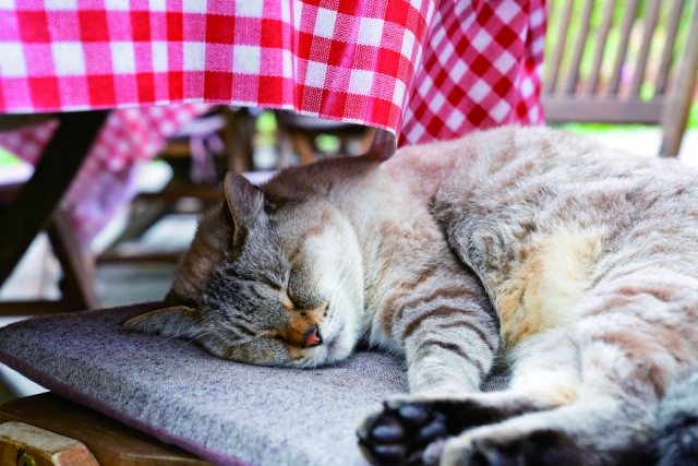 【房総半島ねこまみれドライブコース スポット1】ドリプレ・ ローズガーデン