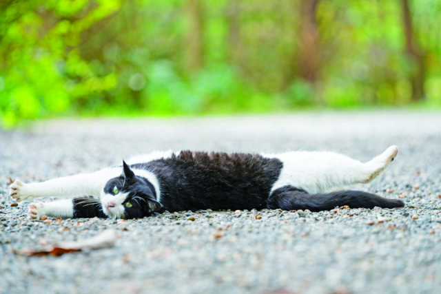 【房総半島ねこまみれドライブコース スポット1】ドリプレ・ ローズガーデン