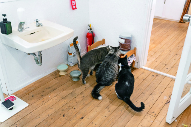 ペンションアトカでのねこ達のおもてなしの様子をご紹介