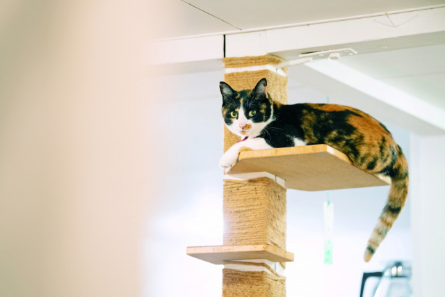 ペンションアトカで会えるねこちゃん達