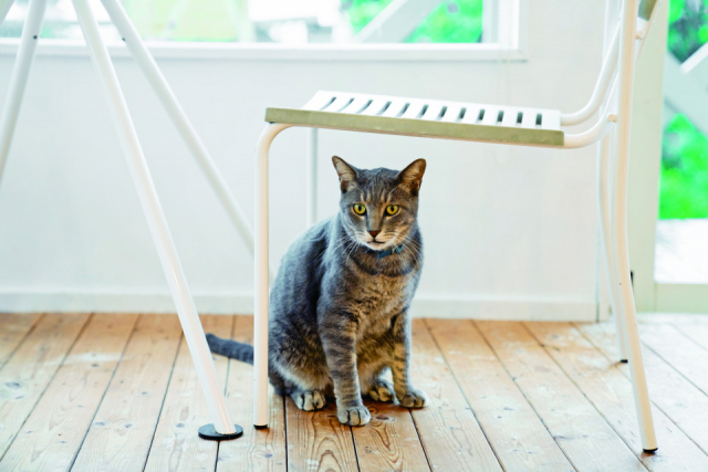 ペンションアトカで会えるねこちゃん達