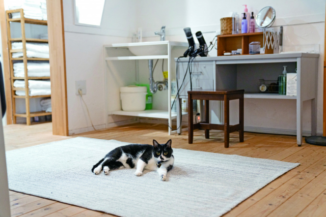 ペンションアトカで会えるねこちゃん達