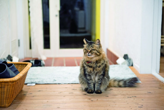 ペンションアトカで会えるねこちゃん達