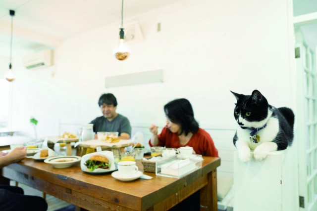 ペンションアトカでのねこ達のおもてなしの様子をご紹介