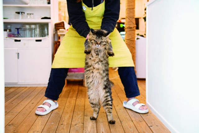 ペンションアトカでのねこ達のおもてなしの様子をご紹介