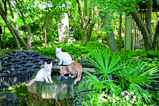 【房総半島ねこまみれドライブコース スポット4】松山庭園美術館