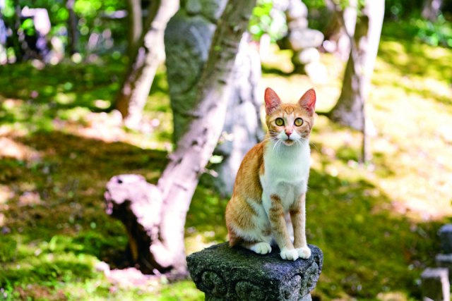 松山庭園美術館のねこたち