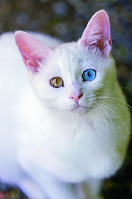 松山庭園美術館のねこたち