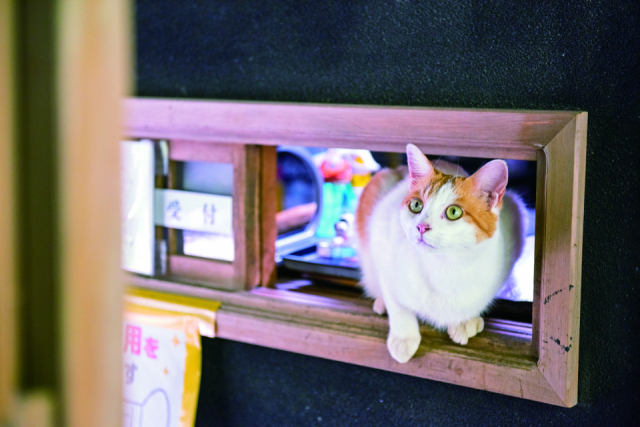 松山庭園美術館のねこたち