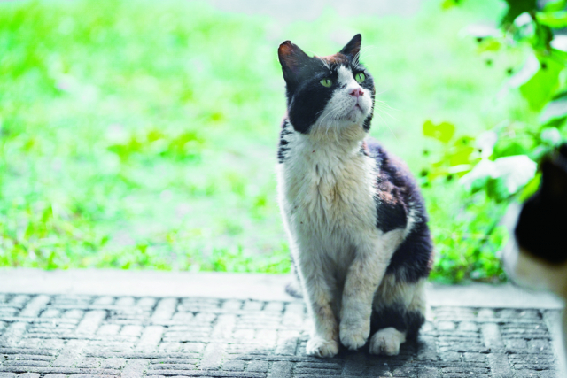 ザ・プラウマン カフェのねこたち