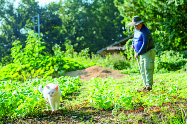 ザ・プラウマン カフェのねこ達の様子をご紹介