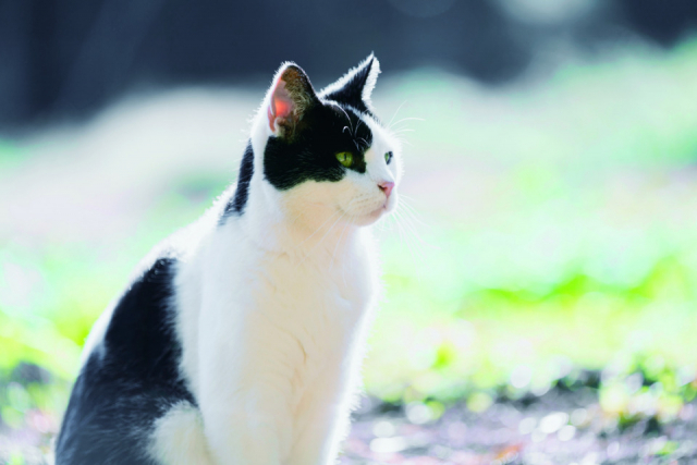 ザ・プラウマン カフェのねこ達の様子をご紹介