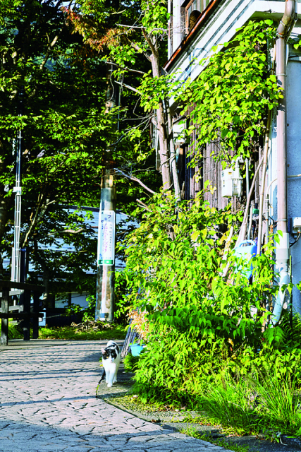 【一緒におさんぽ】