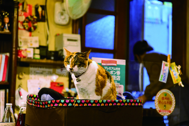【美女猫揃いな食堂 ビリケン食堂】