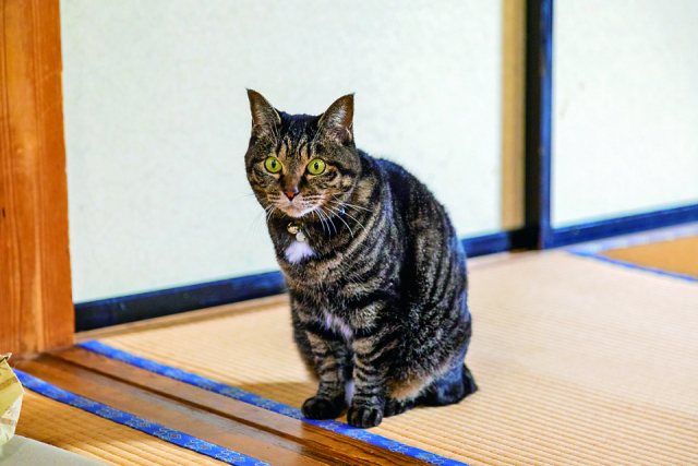 【美女猫揃いな食堂 ビリケン食堂】