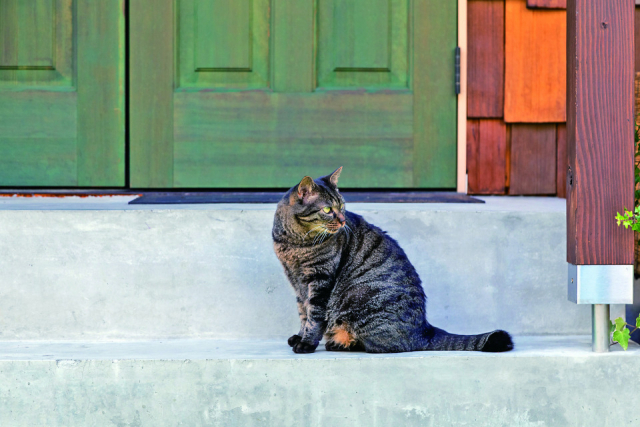 【ねこたちにも大人気なカフェ なっぱカフェ】