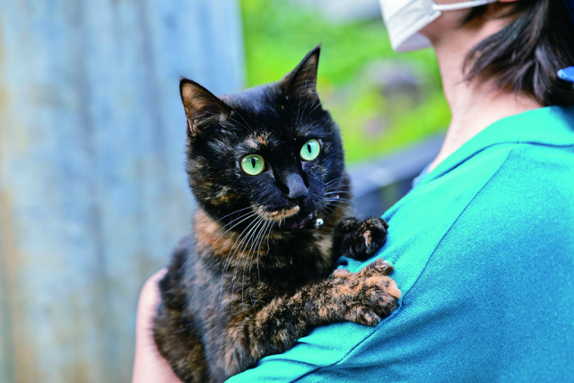 【ねこたちにも大人気なカフェ なっぱカフェ】