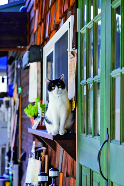 【ねこたちにも大人気なカフェ なっぱカフェ】