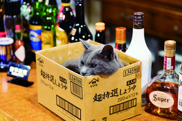 【美女猫揃いな食堂 ビリケン食堂】