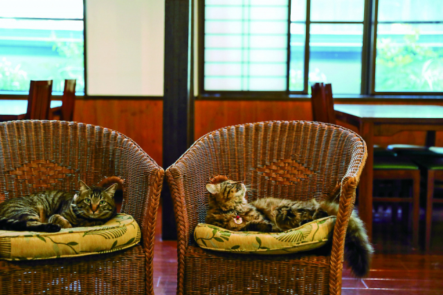 はちくん(♂・2歳・キジトラ)