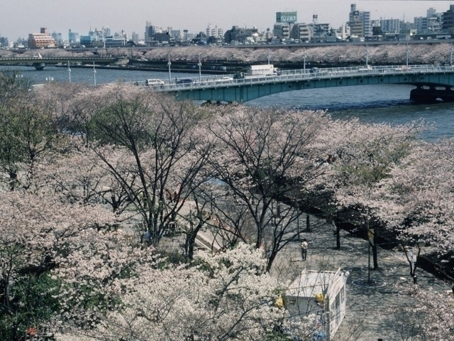 東京都の桜の名所・お花見スポットおすすめ20選－2024年はどこの桜を見に行く？