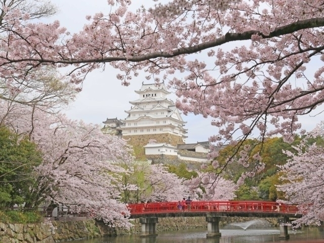 兵庫県の桜の名所・お花見スポットおすすめ15選－2024年はどこの桜を見に行く？