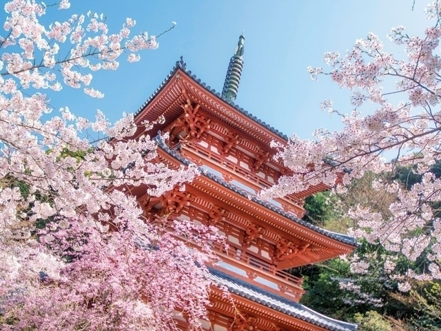 福岡県の桜の名所・お花見スポットおすすめ13選－2024年はどこの桜を見に行く？