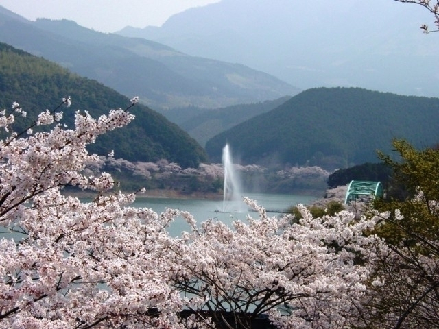 熊本県の桜の名所・お花見スポットおすすめ9選－2024年はどこの桜を見に行く？