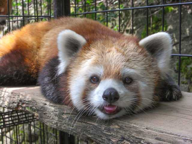 【長野市の遊ぶところ 大人編 おすすめスポット6】長野市茶臼山動物園 (長野・松代)