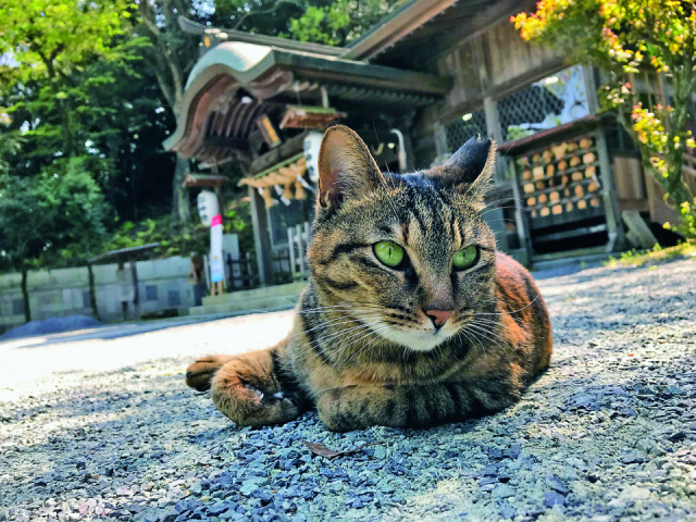 【猫御朱印をもらえるお寺・神社9】一宮神社(福岡)