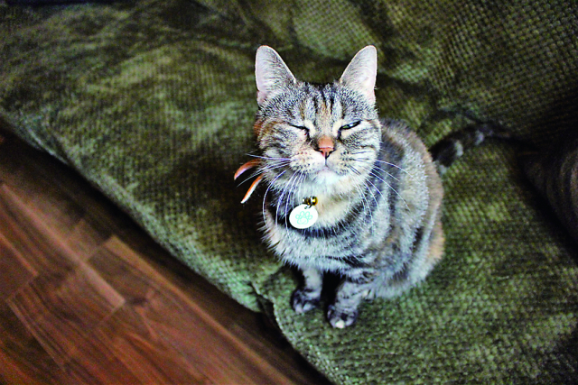 【保護猫邸 スイートホームウリエル】