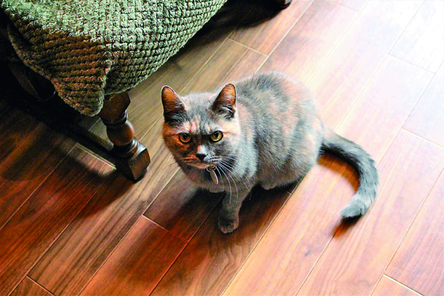 【保護猫邸 スイートホームウリエル】