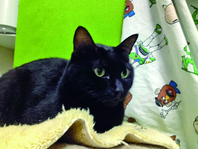 【ねこに会えるお店】天狗湯 (東京)