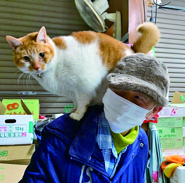 【ねこに会えるお店】喜久屋青果店(神奈川)