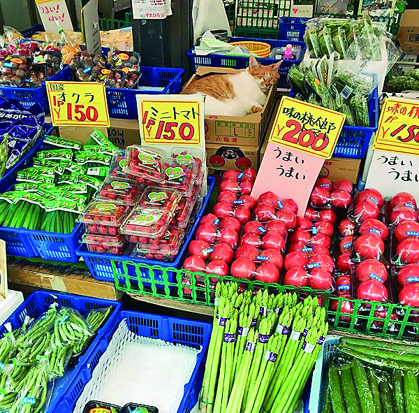 【ねこに会えるお店】喜久屋青果店(神奈川)