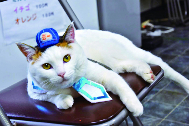 【ねこに会えるお店】新湊観光船 (富山)