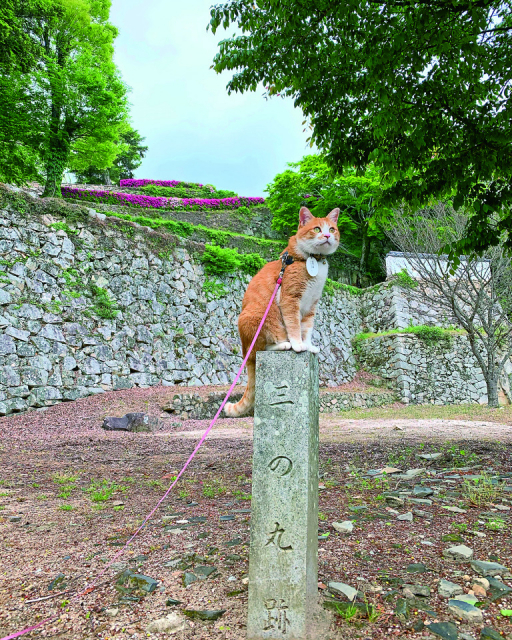 【ねこに会えるお店】備中松山城(岡山)
