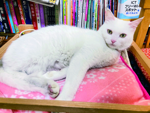 【ねこに会えるお店】むらい萬香園(三重)