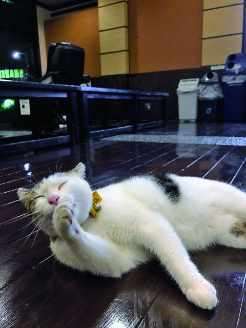 【ねこに会えるお店】別府温泉桜湯(大分)