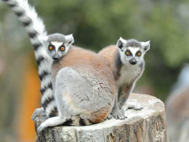 【神戸の遊ぶところ|大人編7】神戸どうぶつ王国(ポートアイランド)