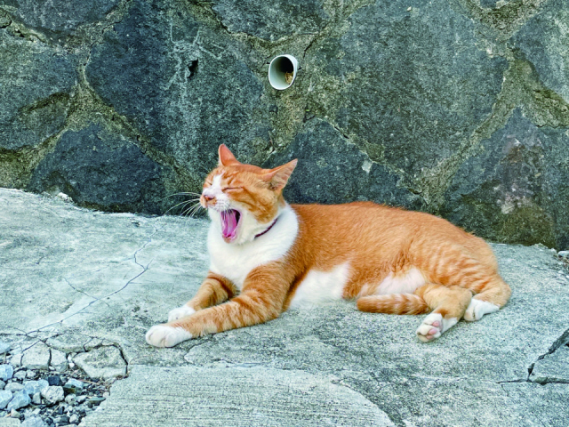 ペンションアトカで会えるねこちゃん達